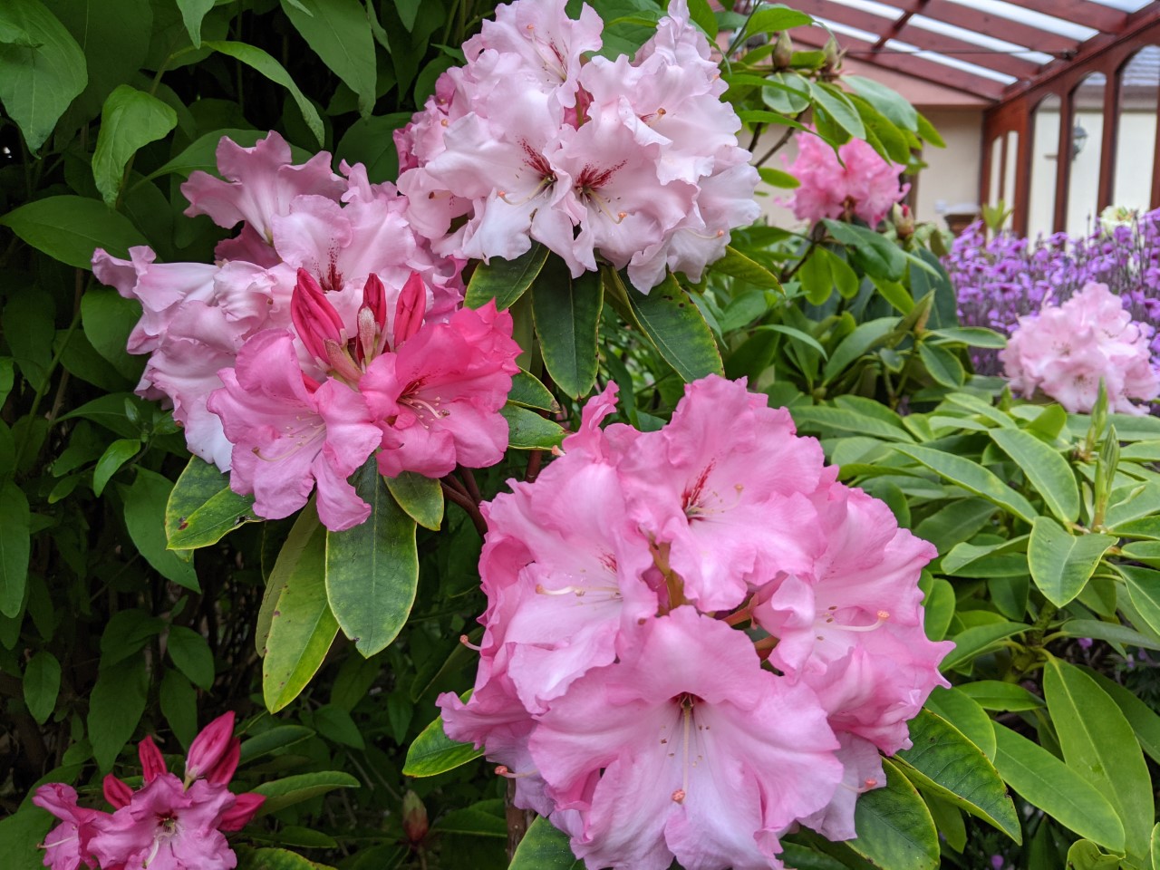 Unnamed hybrid seedling